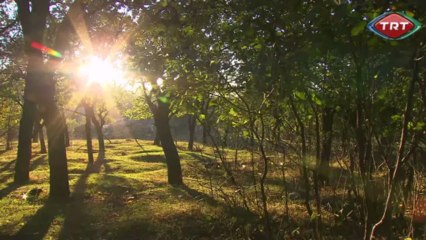 İshak Paşa Sarayı