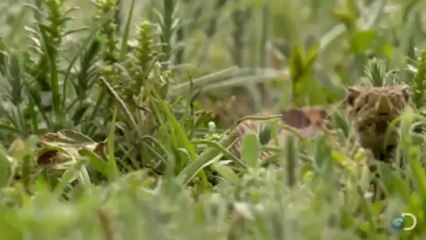Brave Prairie Dog Confronts Snake - North America