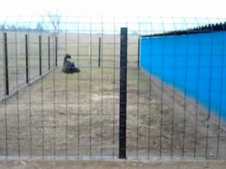 Kutyapanzió Budapest