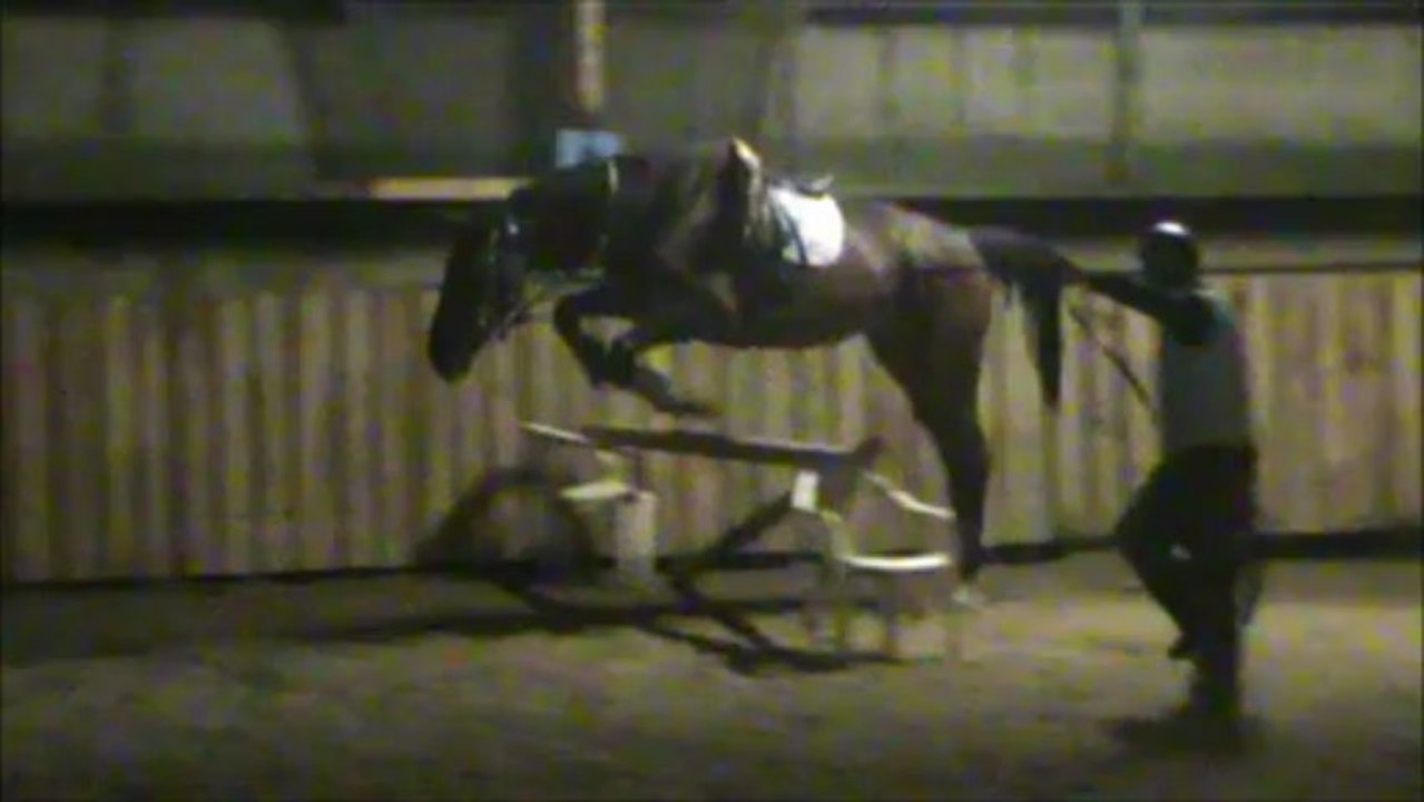 Vickers débourrage saut longe