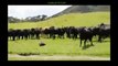 Cows Attacking RC Car
