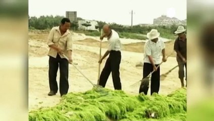 Cina, le alghe tingono di verde il Mar Giallo