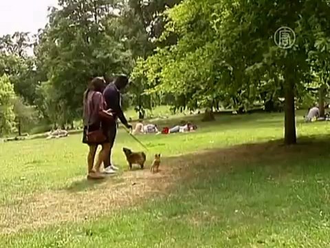 Хотите завести собаку в Британии? Учите законы