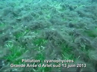 pollution anse d arlet 13 juin 2013
