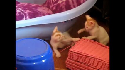 MONO & SONO First pet of Laila