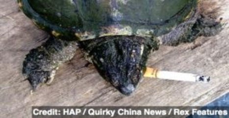 Top 5 Most Interesting Animal Stories of the Week