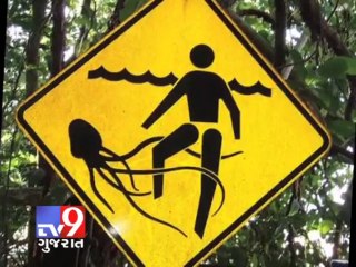 Tv9 Gujarat - Jelly fish afloat at Juhu, beachgoers asked to be careful