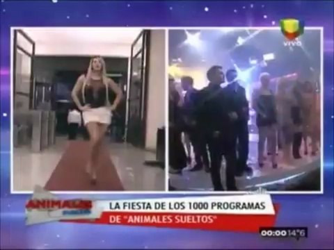 Pronto.com.ar Animales Sueltos y un festejo descontrolado