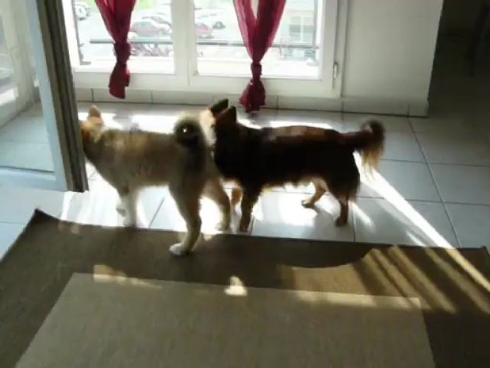 Cookie Irya le retour