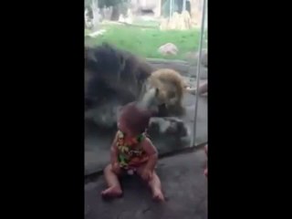Lion takes an extreme interest in baby