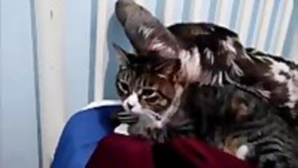 Adorable Sloth Hugs Cat