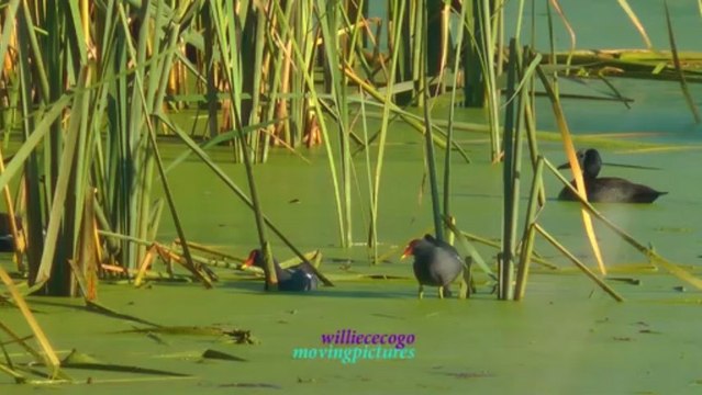 Moorhen_1 -Birdwatching _(720p_6M)