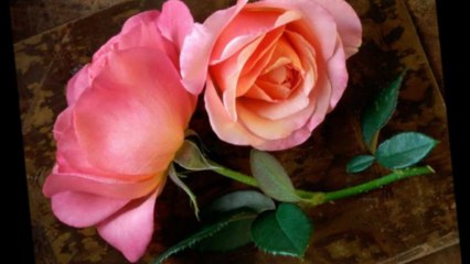 TUT ELLERİMİ- CANAN  DÜKMELER ONUŞ