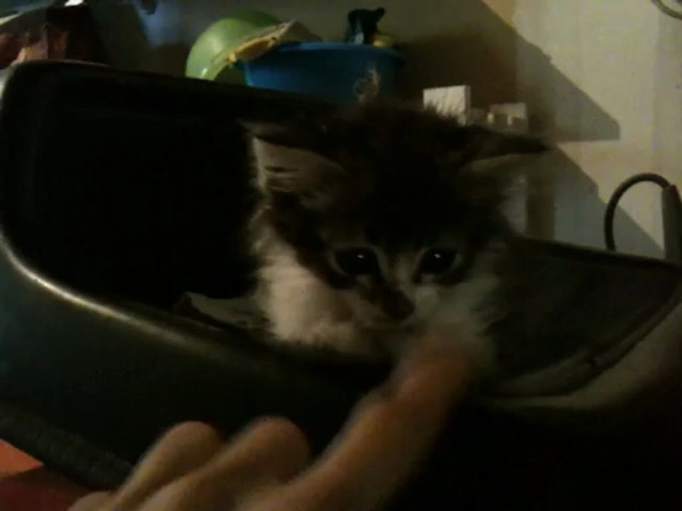 Chaton !