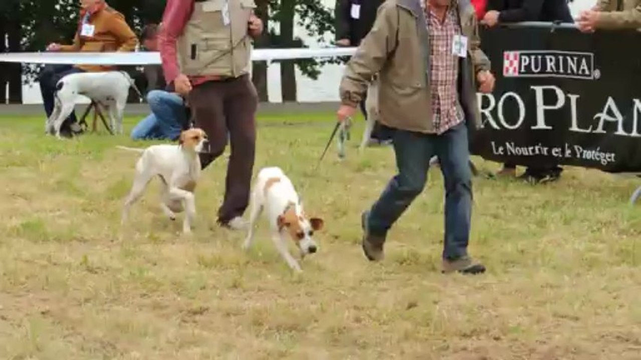 Présentation des  pointers aux juges de ring