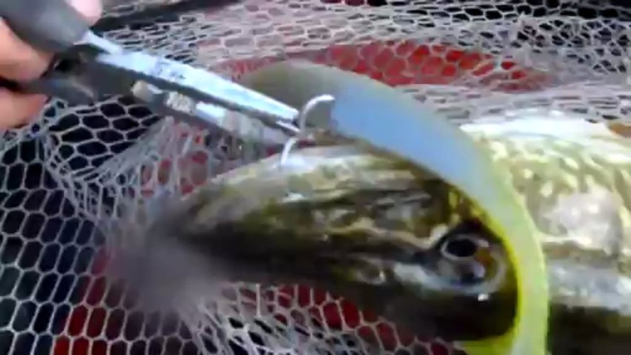 brochet de 84 by Sylvio du F.U.K