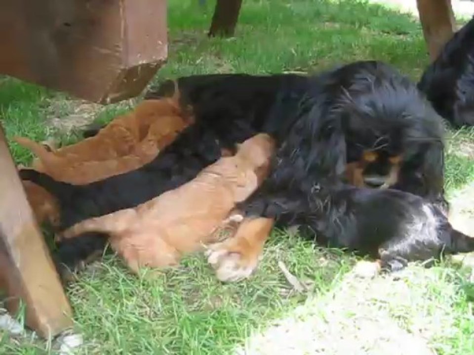 Flora et ses bébés : 1ère sortie au jardin