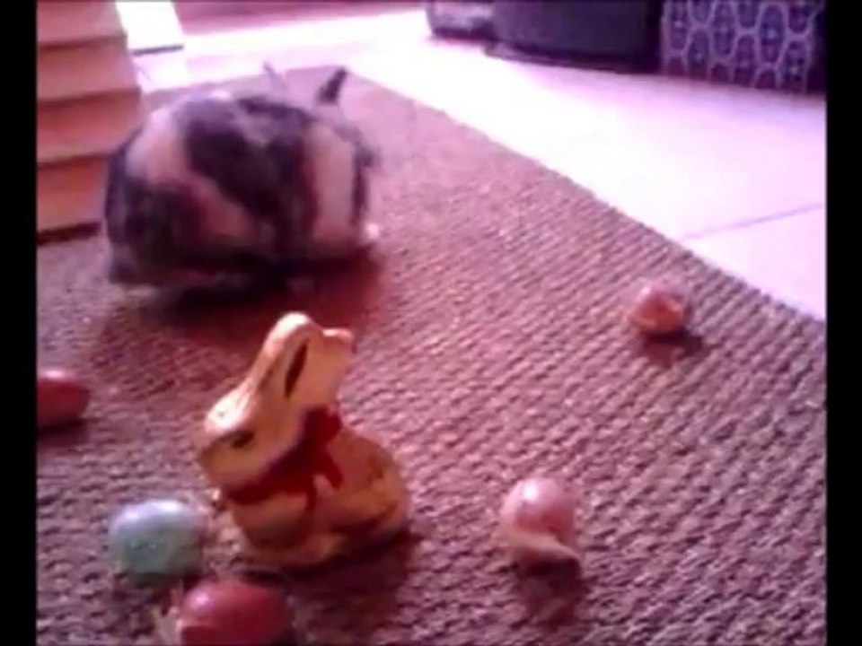quand une lapine prépare pâques!