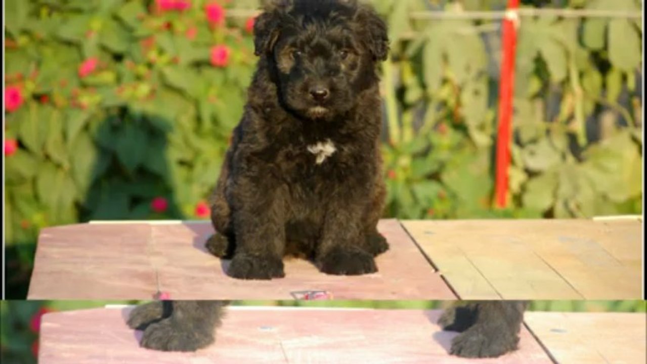 Chiots de Ch. Kao Khane de Dasilva & Ch. Dutchy de Dasilva..