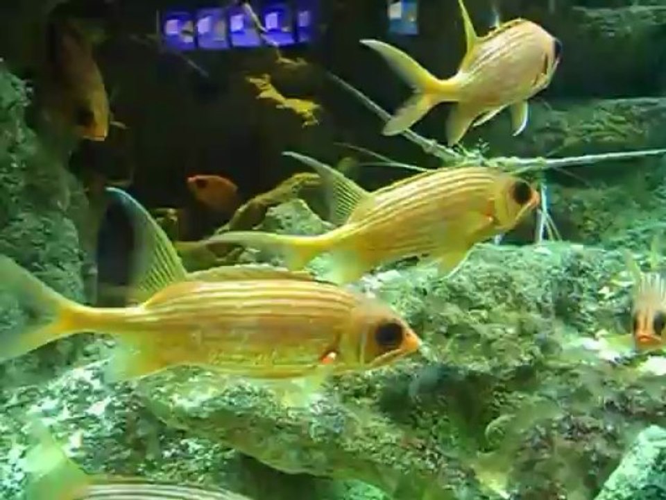 aquarium de Pointe à Pitre juin 2013