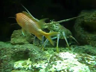 aquarium de Pointe à Pitre juin 2013
