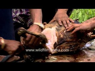 Porters begin carving this lamb carcass for an afternoon feast!