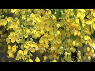 Burst of Golden Shower or amaltash blossoms in the Delhi heat!