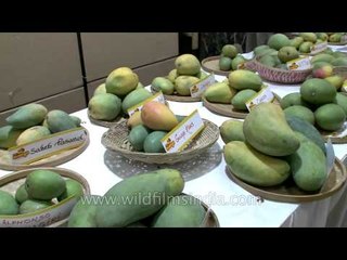 Mangoes of all sizes, shapes and tastes