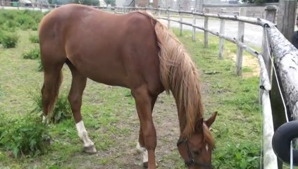 BE BOP DU LYS AU PADDOCK A CARENTAN