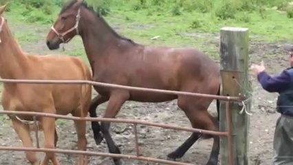 BALADE DU LYS ET BRUME DE MANCHE AU PADDOCK