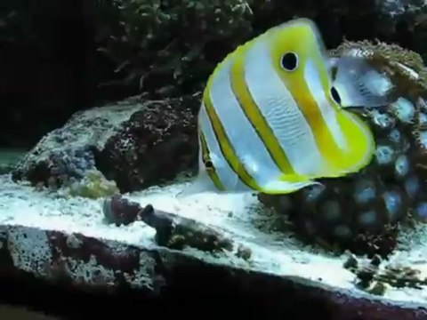 Длиннорылая рыба-бабочка (Рыба-бабочка пинцет-хелмон, носатый хелмон) / Chelmon Rostratus (Copperband Butterfly)