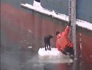 Man Rescues Stranded Dog...