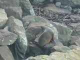 Les phoques adultes, au bord de l'océan
