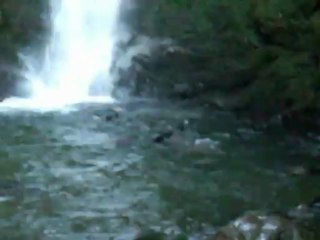 Les jeunes phoques sans surveillance parentale