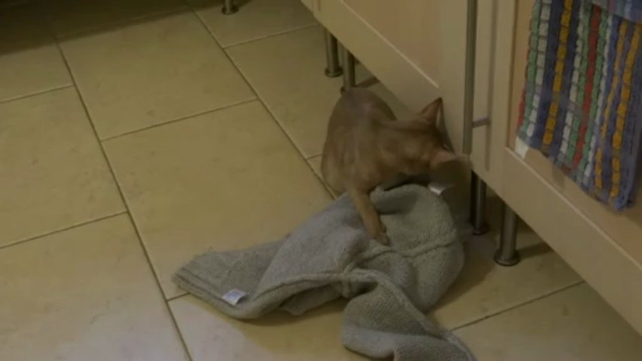 voleuse de pull