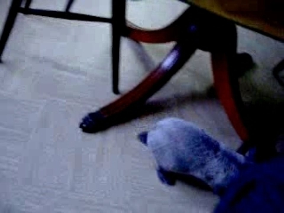 Lulu Lapinou se promène