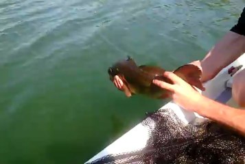 black-bass 55cm avignon