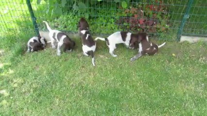 Portée Petit Epagneul de Munster