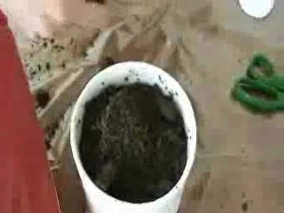 La plante préservatif