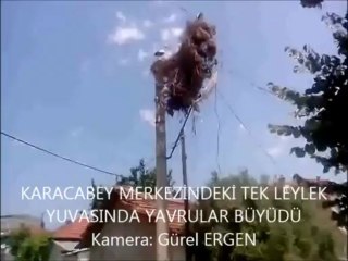 LEYLEK YAVRULARI BÜYÜDÜ