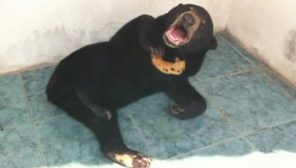 sunbear on balcony rescued by Kalaweit