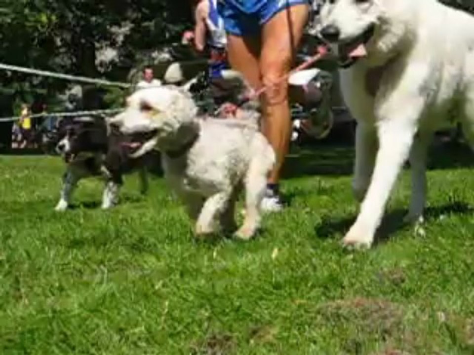 1 er boucle canicross de st leonard des bois 2013