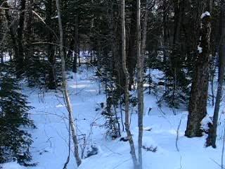 Pas dans la forêt enneigée
