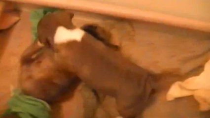 28. Chiot Staffordshire bull terrier vidéo 28 de la 11ème portée de STAFFORDLAND