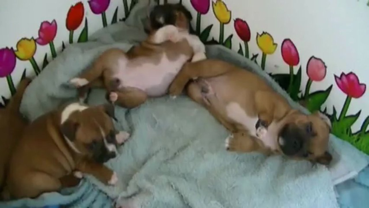 30. Chiot Staffordshire bull terrier vidéo 30 de la 11ème portée de STAFFORDLAND