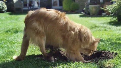 Le Chat Devenu Chien ~ Be More Dog [HD]