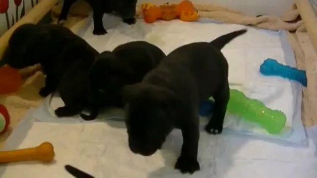 11. Chiot staffordshire bull terrier vidéo11 de la 12ème portée de STAFFORDLAND