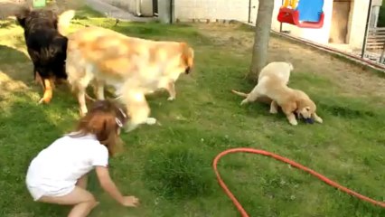 Chiots I. Anse Malfalco 8 semaines