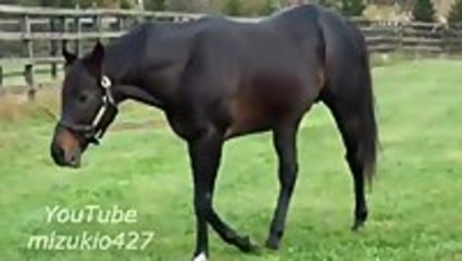 Horses Smells Its Own Poop