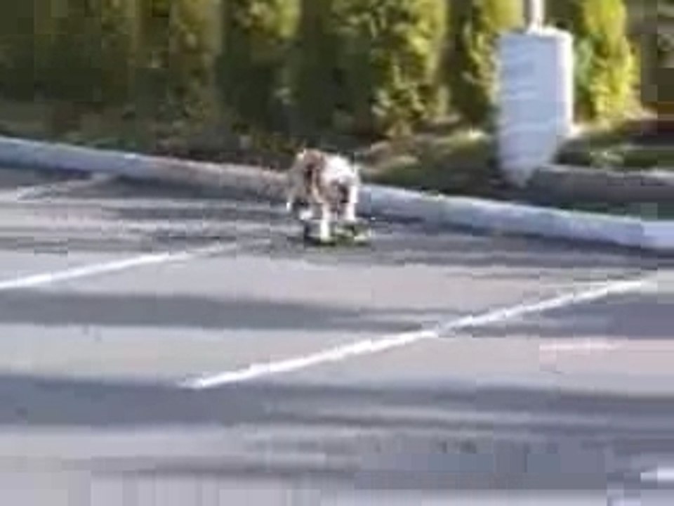 Chien skateur